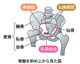 骨盤を斜めから見た図