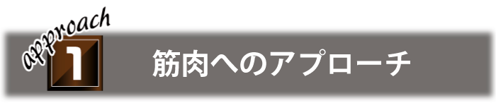 筋肉へのアプローチ